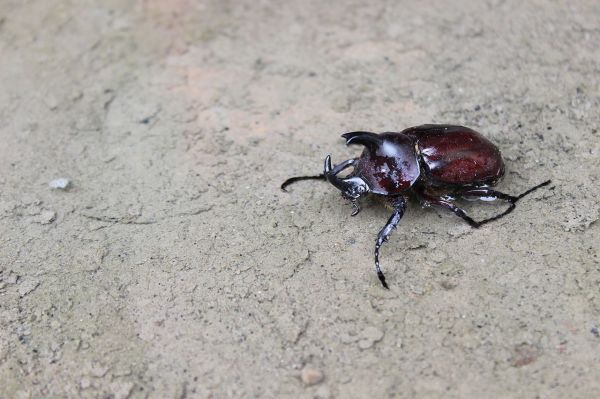 Rhino beetle