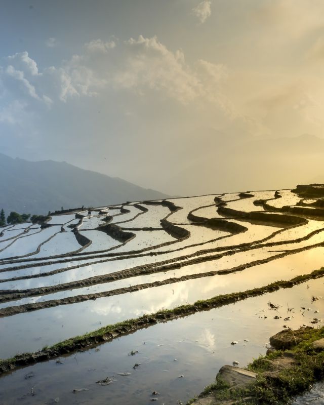 Asia rice field