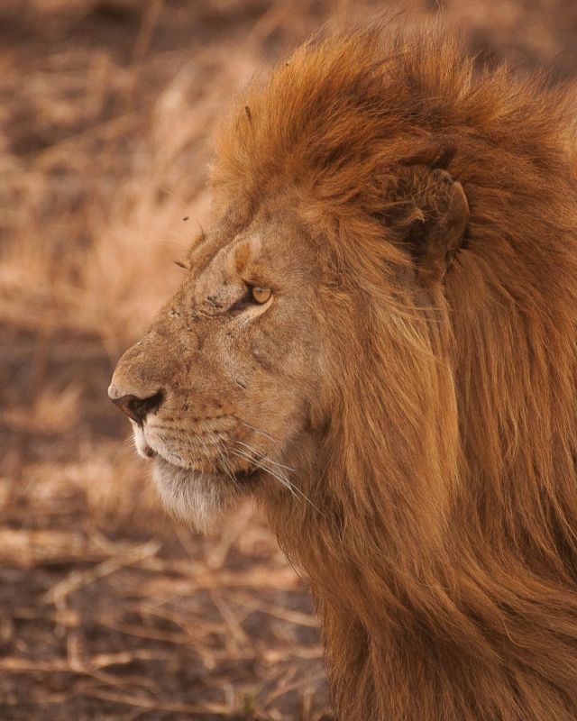 Zuid afrika meer dan safari superpower header