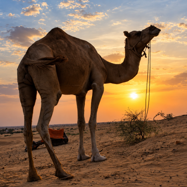 Kameel bij zonsondergang in de woestijn