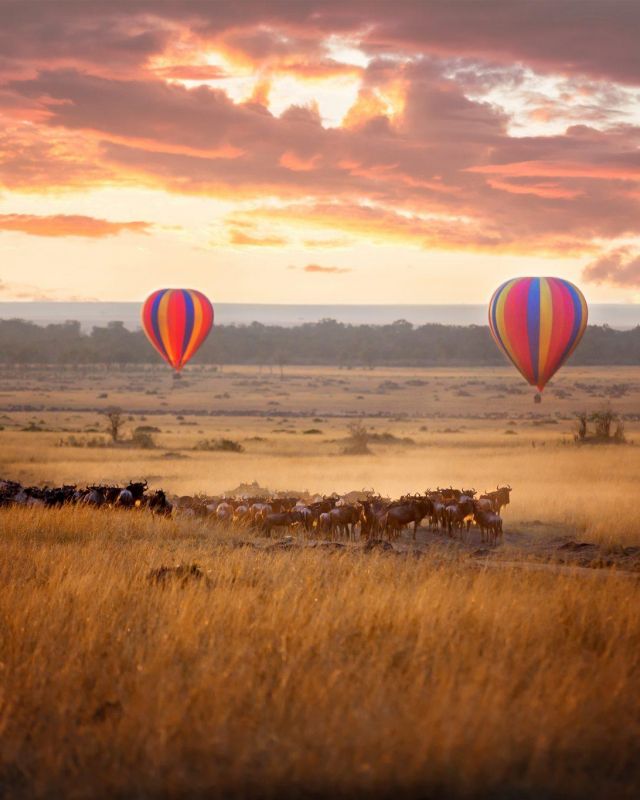 Buffles air ballons Copie