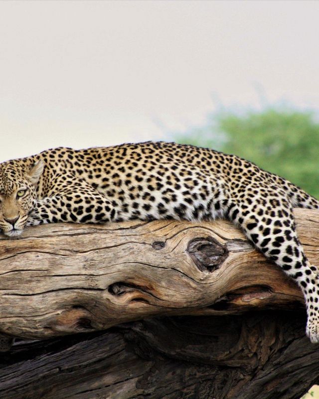 145869339 10158918269205535 7940813655173028135 n