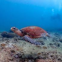 44247864 10157189368414271 6049167222566289408 n