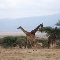 136796845 10159606579979271 5452573657333738526 n